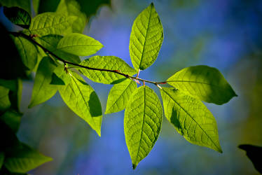 Фотограф Вениамин Чукалов