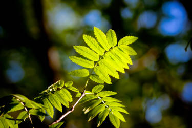 Фотограф Вениамин Чукалов