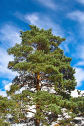 Фотограф Вениамин Чукалов