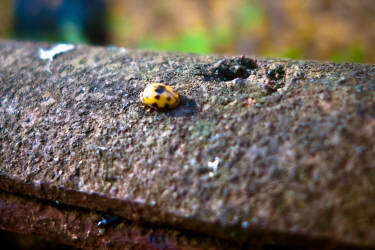 Фотограф Вениамин Чукалов