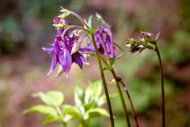 Фотограф Вениамин Чукалов