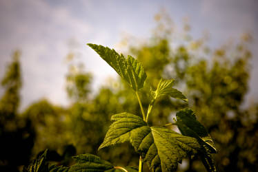 Фотограф Вениамин Чукалов