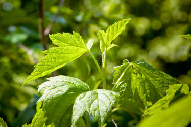 Фотограф Вениамин Чукалов
