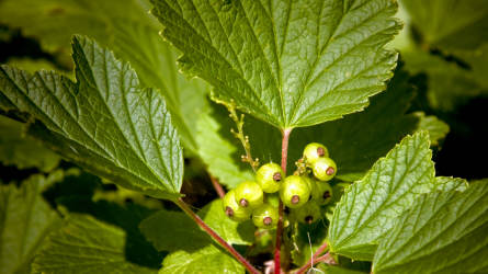Фотограф Вениамин Чукалов