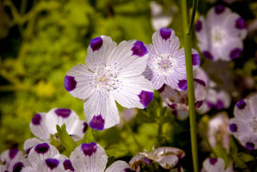 Фотограф Вениамин Чукалов