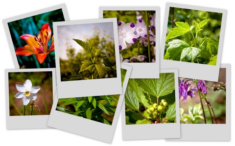 Фотограф Вениамин Чукалов