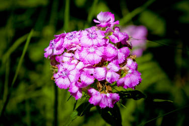 Лето, июль 2012 года, фотограф Вениамин Чукалов