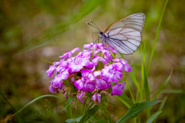 Лето, июль 2012 года, фотограф Вениамин Чукалов