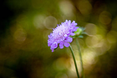 Лето, июль 2012 года, фотограф Вениамин Чукалов