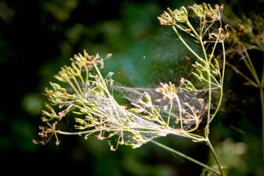 Лето, июль 2012 года, фотограф Вениамин Чукалов