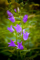 Лето, июль 2012 года, фотограф Вениамин Чукалов