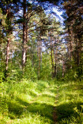 Лето, июль 2012 года, фотограф Вениамин Чукалов