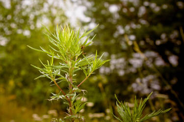 Лето, июль 2012 года, фотограф Вениамин Чукалов