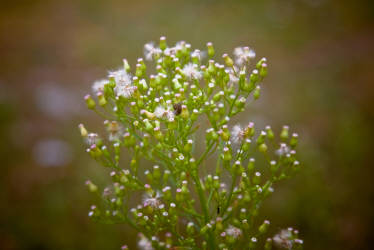 Лето, июль 2012 года, фотограф Вениамин Чукалов